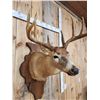 Image 7 : 5x5 Whitetail Shoulder Mount Taxidermy