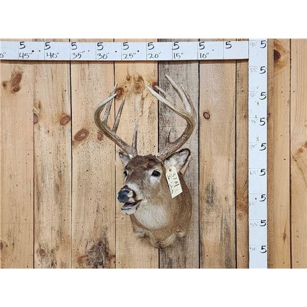 5x5 Whitetail Shoulder Mount Taxidermy