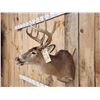 Image 2 : 5x5 Whitetail Shoulder Mount Taxidermy