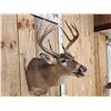 Image 3 : 5x5 Whitetail Shoulder Mount Taxidermy