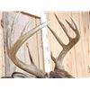 Image 4 : 5x5 Whitetail Shoulder Mount Taxidermy