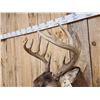 Image 5 : 5x5 Whitetail Shoulder Mount Taxidermy