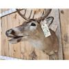 Image 6 : 5x5 Whitetail Shoulder Mount Taxidermy