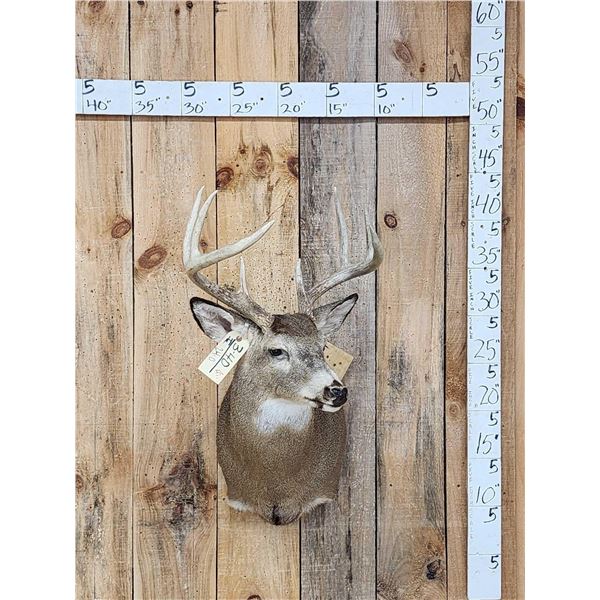 4x4 Whitetail Shoulder Mount Taxidermy