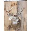 Image 2 : 4x4 Whitetail Shoulder Mount Taxidermy