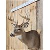 Image 3 : 4x4 Whitetail Shoulder Mount Taxidermy