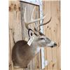Image 4 : 4x4 Whitetail Shoulder Mount Taxidermy