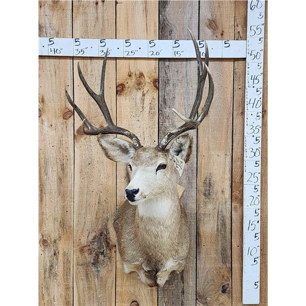 4x4 Mule Deer Shoulder Mount Taxidermy