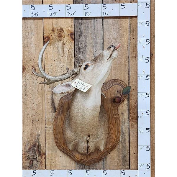Cool Nontypical Whitetail Shoulder Mount Taxidermy