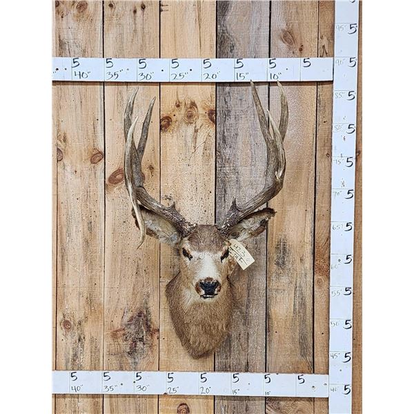 VINTAGE 5x5 Mule Deer Shoulder Mount Taxidermy