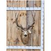 Image 1 : VINTAGE 5x5 Mule Deer Shoulder Mount Taxidermy