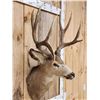Image 2 : VINTAGE 5x5 Mule Deer Shoulder Mount Taxidermy