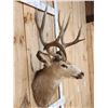 Image 3 : VINTAGE 5x5 Mule Deer Shoulder Mount Taxidermy