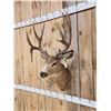 Image 4 : VINTAGE 5x5 Mule Deer Shoulder Mount Taxidermy