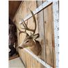 Image 5 : VINTAGE 5x5 Mule Deer Shoulder Mount Taxidermy