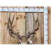 Image 6 : VINTAGE 5x5 Mule Deer Shoulder Mount Taxidermy