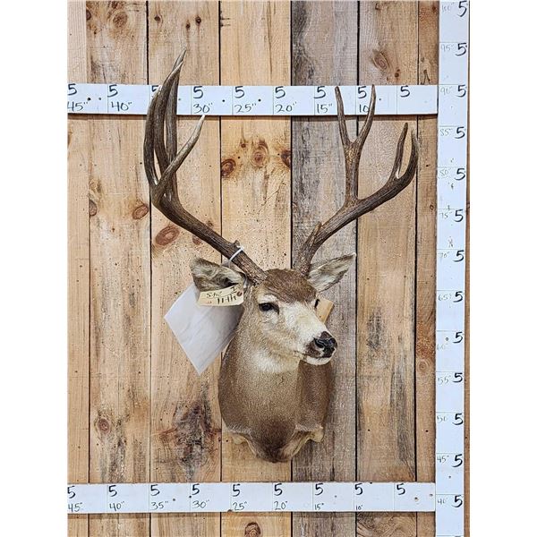 188 4/8" Mule Deer Shoulder Mount Taxidermy