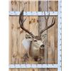 Image 1 : 188 4/8" Mule Deer Shoulder Mount Taxidermy