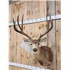 Image 2 : 188 4/8" Mule Deer Shoulder Mount Taxidermy
