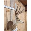 Image 3 : 188 4/8" Mule Deer Shoulder Mount Taxidermy