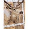 Image 4 : 188 4/8" Mule Deer Shoulder Mount Taxidermy