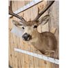 Image 5 : 188 4/8" Mule Deer Shoulder Mount Taxidermy