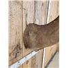 Image 6 : 188 4/8" Mule Deer Shoulder Mount Taxidermy