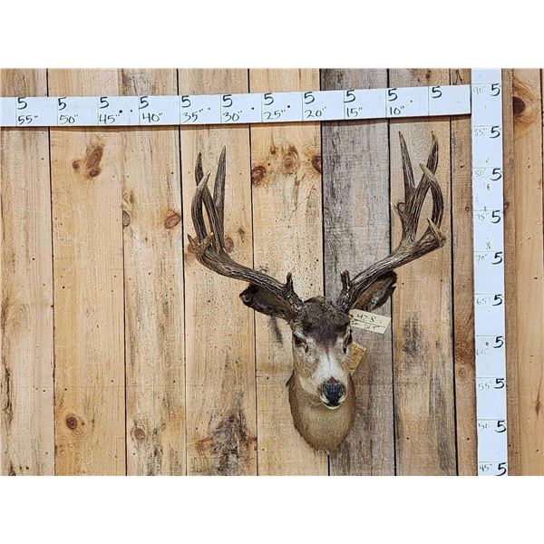 Vintage 6x6 Mule Deer Shoulder Mount Taxidermy