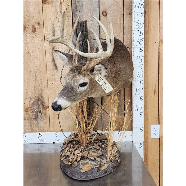 5x5 Whitetail Table Top Pedestal Taxidermy Mount