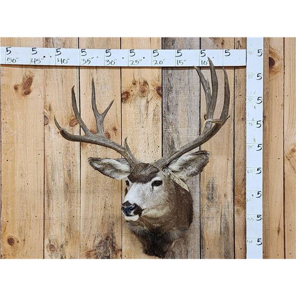 6x5 Mule Deer Shoulder Mount Taxidermy