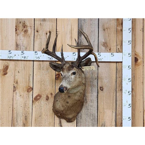 Vintage 4x5 Whitetail Shoulder Mount Taxidermy