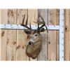 Image 1 : Vintage 4x5 Whitetail Shoulder Mount Taxidermy
