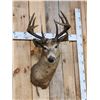 Image 2 : Vintage 4x5 Whitetail Shoulder Mount Taxidermy