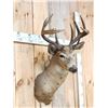 Image 3 : Vintage 4x5 Whitetail Shoulder Mount Taxidermy
