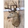 Image 4 : Vintage 4x5 Whitetail Shoulder Mount Taxidermy