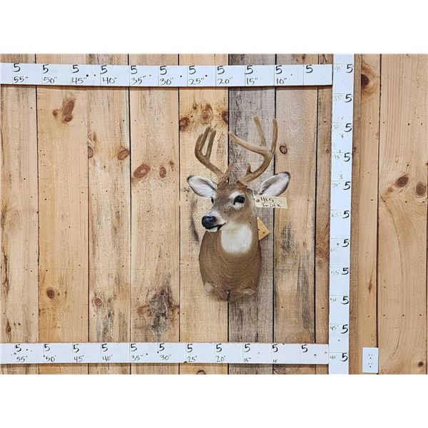 4x4 Whitetail In Velvet Shoulder Mount Taxidermy