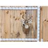 Image 1 : 4x4 Whitetail In Velvet Shoulder Mount Taxidermy