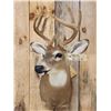 Image 2 : 4x4 Whitetail In Velvet Shoulder Mount Taxidermy