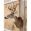 Image 3 : 4x4 Whitetail In Velvet Shoulder Mount Taxidermy