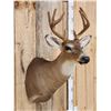 Image 4 : 4x4 Whitetail In Velvet Shoulder Mount Taxidermy