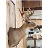 Image 5 : 4x4 Whitetail In Velvet Shoulder Mount Taxidermy