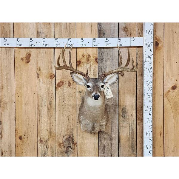 5x5 Whitetail Shoulder Mount Taxidermy