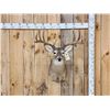 Image 1 : 5x5 Whitetail Shoulder Mount Taxidermy
