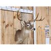 Image 2 : 5x5 Whitetail Shoulder Mount Taxidermy