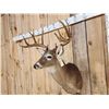 Image 3 : 5x5 Whitetail Shoulder Mount Taxidermy