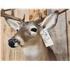 Image 4 : 5x5 Whitetail Shoulder Mount Taxidermy