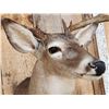 Image 5 : 5x5 Whitetail Shoulder Mount Taxidermy
