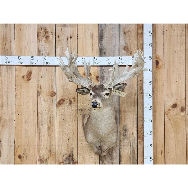 High 200 Class Whitetail Shoulder Mount Taxidermy