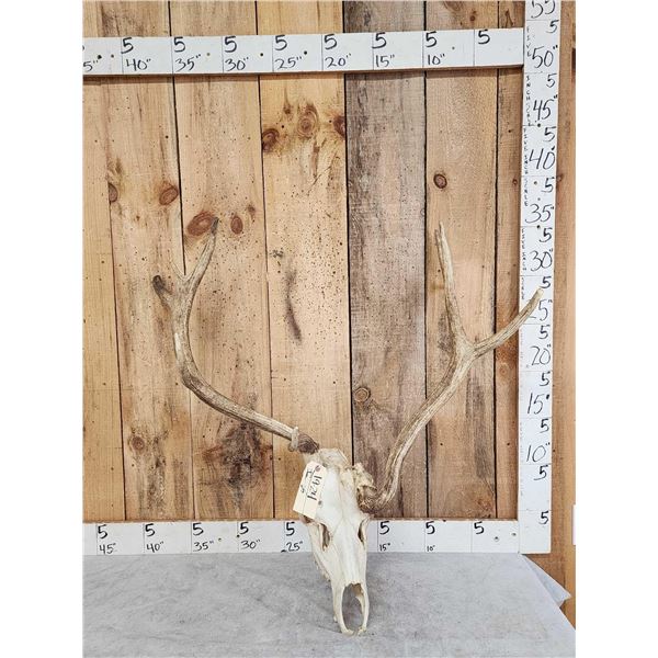 Freak Nontypical Elk Antlers On Skull