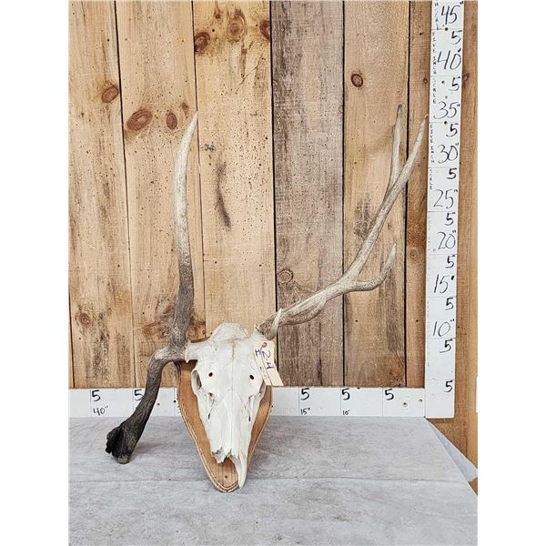 Freak Nontypical Elk Skull On Plaque